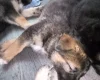 German Shepherd (Alsatian)