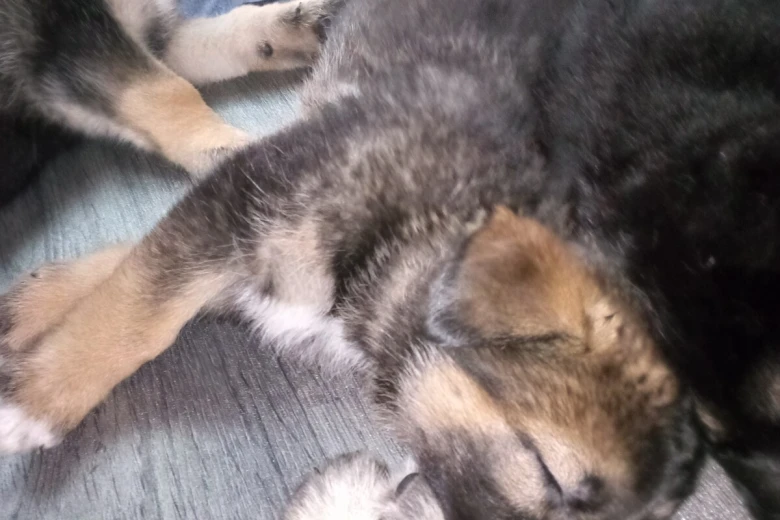 German Shepherd (Alsatian)