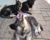 German Shepherd (Alsatian)
