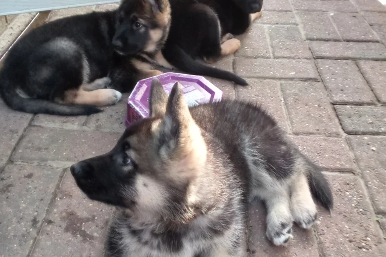German Shepherd (Alsatian)