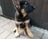 German Shepherd (Alsatian)