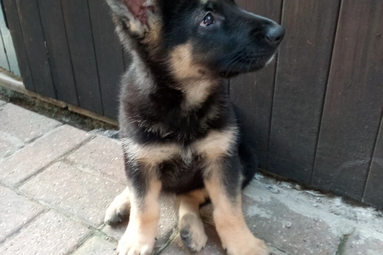 German Shepherd (Alsatian)