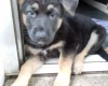 German Shepherd (Alsatian)