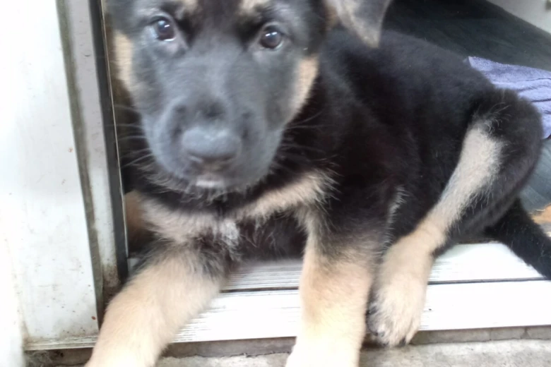 German Shepherd (Alsatian)