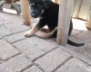 German Shepherd (Alsatian)