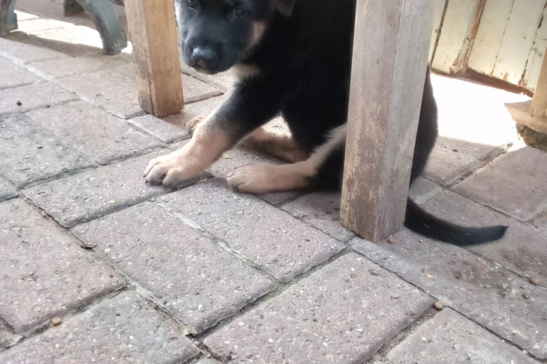 German Shepherd (Alsatian)