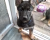 German Shepherd (Alsatian)