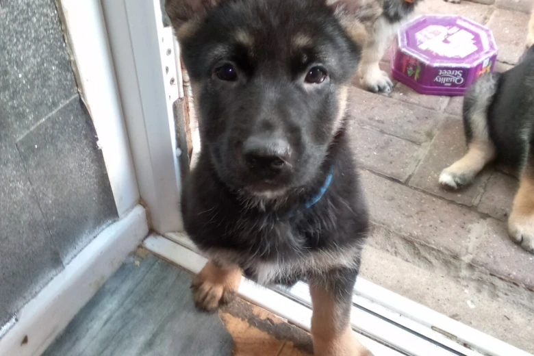 German Shepherd (Alsatian)