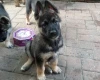 German Shepherd (Alsatian)