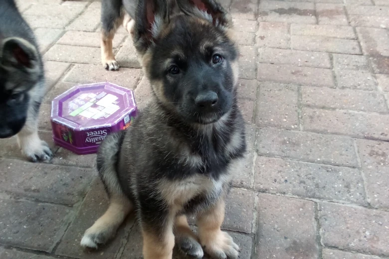 German Shepherd (Alsatian)