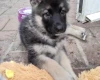 German Shepherd (Alsatian)
