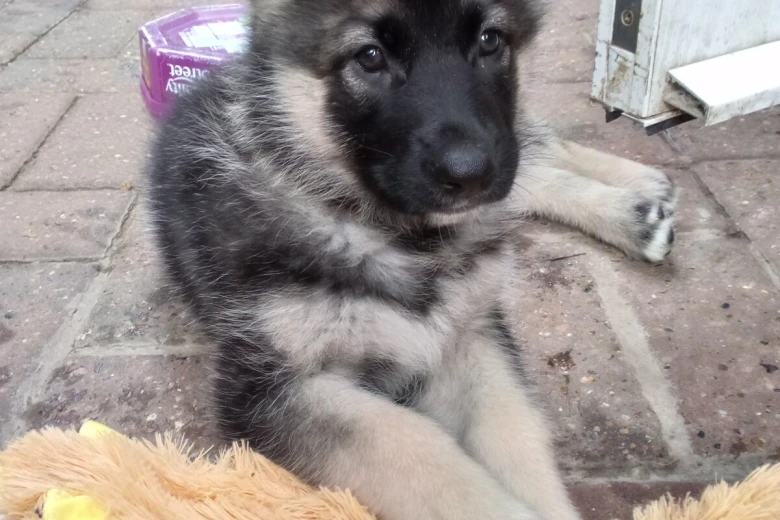 German Shepherd (Alsatian)