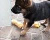 German Shepherd (Alsatian)