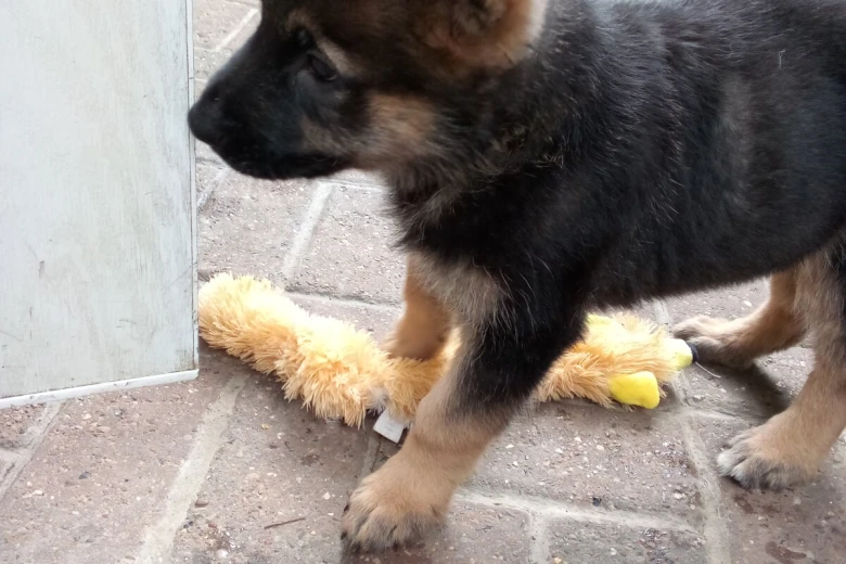 German Shepherd (Alsatian)