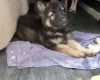 German Shepherd (Alsatian)