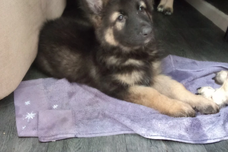 German Shepherd (Alsatian)