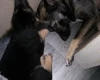 German Shepherd (Alsatian)