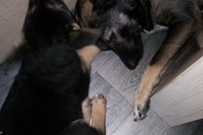 German Shepherd (Alsatian)