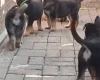 German Shepherd (Alsatian)