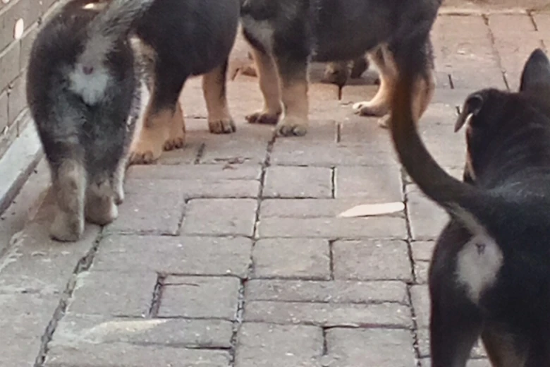 German Shepherd (Alsatian)