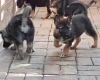 German Shepherd (Alsatian)