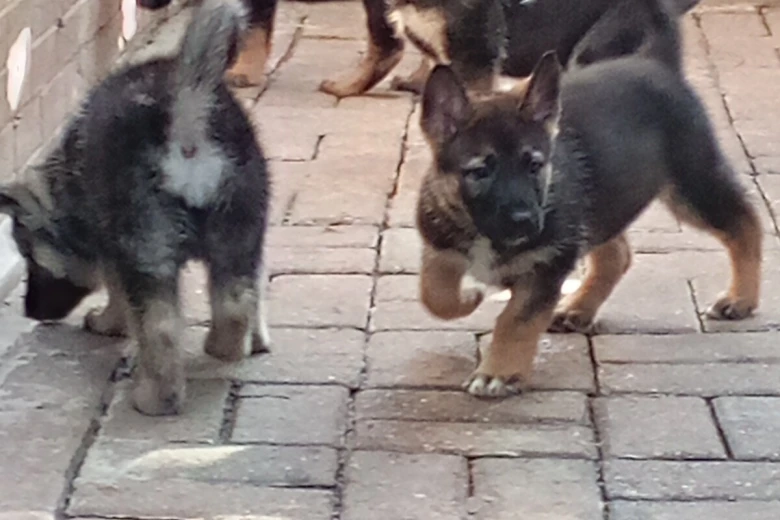 German Shepherd (Alsatian)