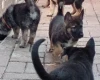 German Shepherd (Alsatian)