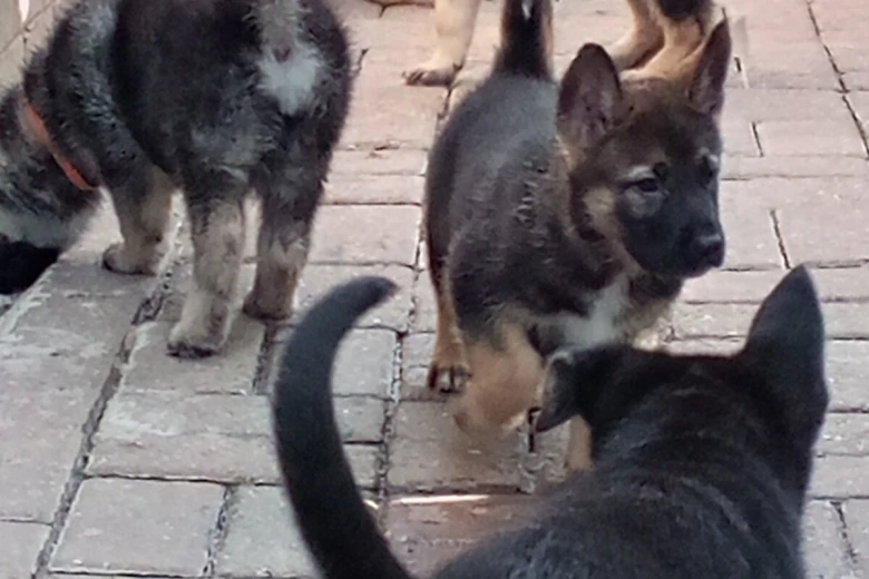 German Shepherd (Alsatian)