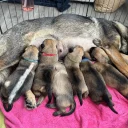 German Shepherd (Alsatian)