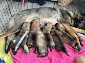 German Shepherd (Alsatian)