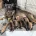 German Shepherd (Alsatian)