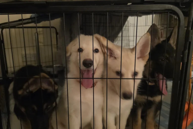 German Shepherd (Alsatian)