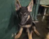 German Shepherd (Alsatian)