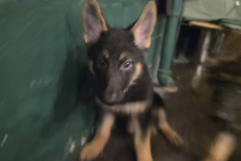 German Shepherd (Alsatian)