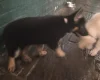 German Shepherd (Alsatian)