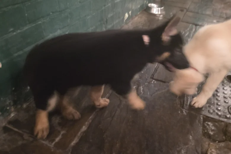 German Shepherd (Alsatian)