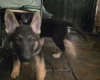 German Shepherd (Alsatian)