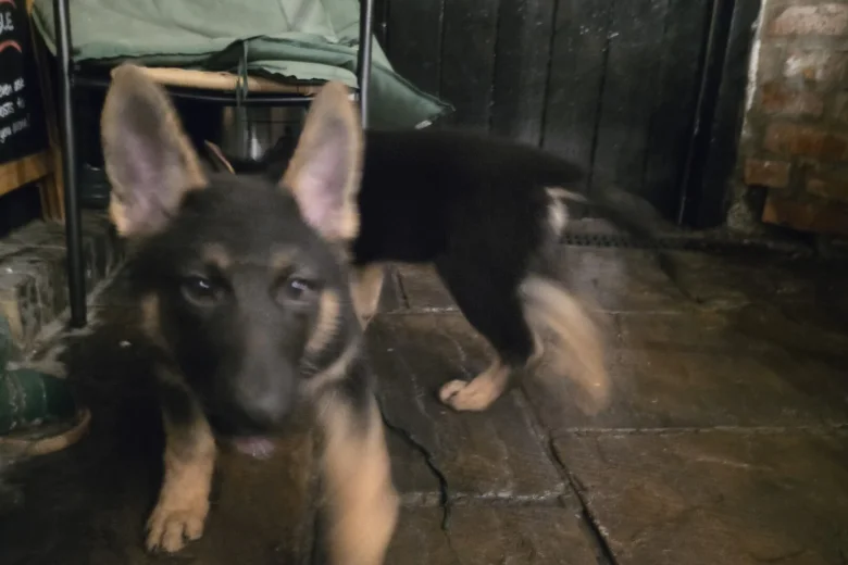 German Shepherd (Alsatian)