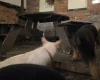 German Shepherd (Alsatian)