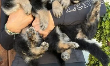 German Shepherd (Alsatian)