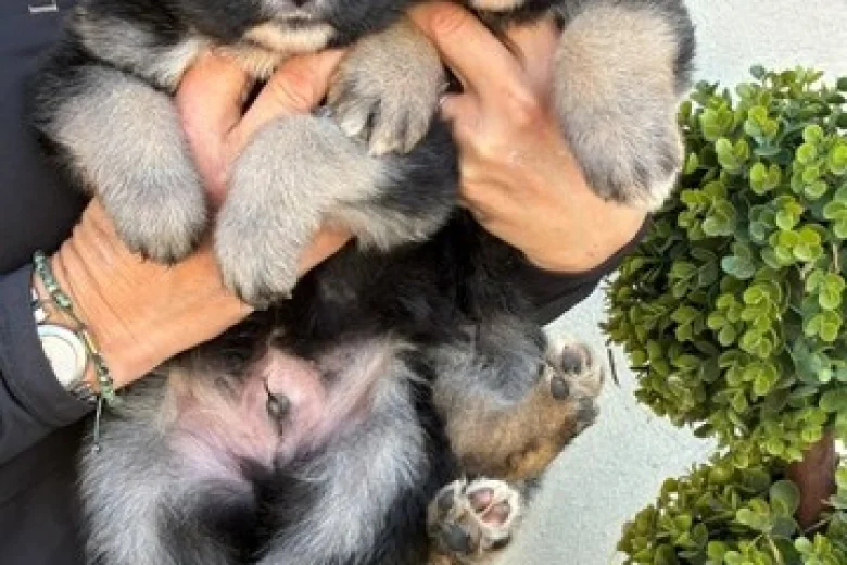 German Shepherd (Alsatian)