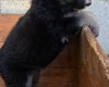 German Shepherd (Alsatian)