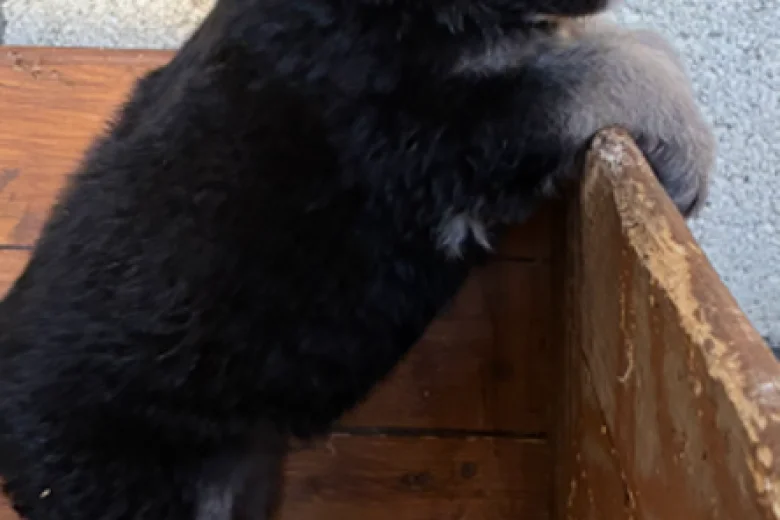 German Shepherd (Alsatian)
