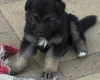 German Shepherd (Alsatian)