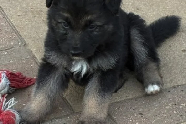 German Shepherd (Alsatian)