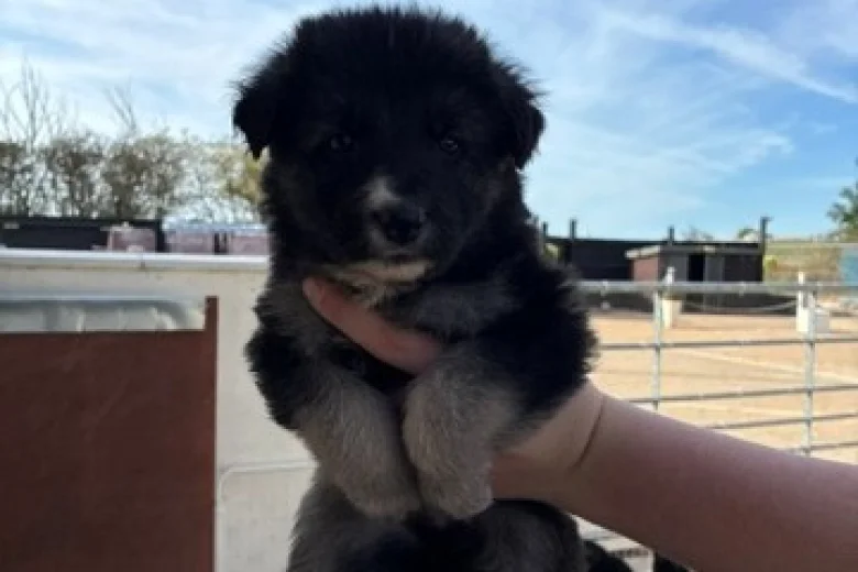 German Shepherd (Alsatian)