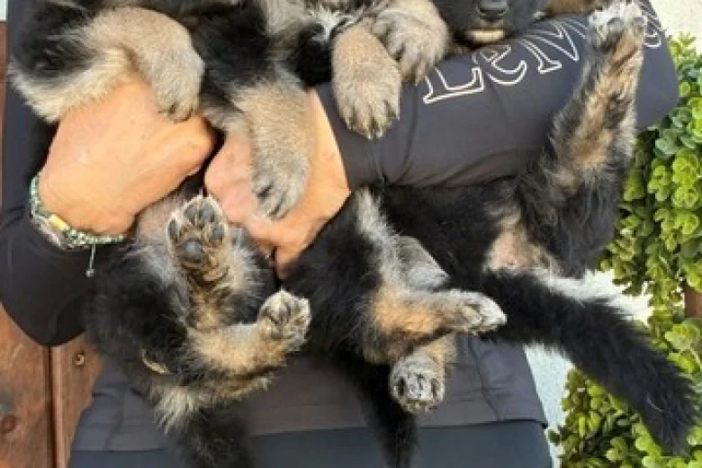 German Shepherd (Alsatian)