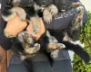 German Shepherd (Alsatian)