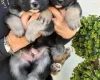 German Shepherd (Alsatian)