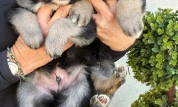 German Shepherd (Alsatian)